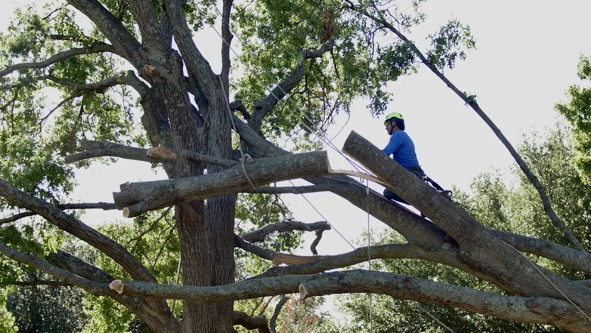 Professional Crown Thinning performed by certified arborists in Lesterville